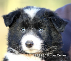 Black and white male border collie puppy